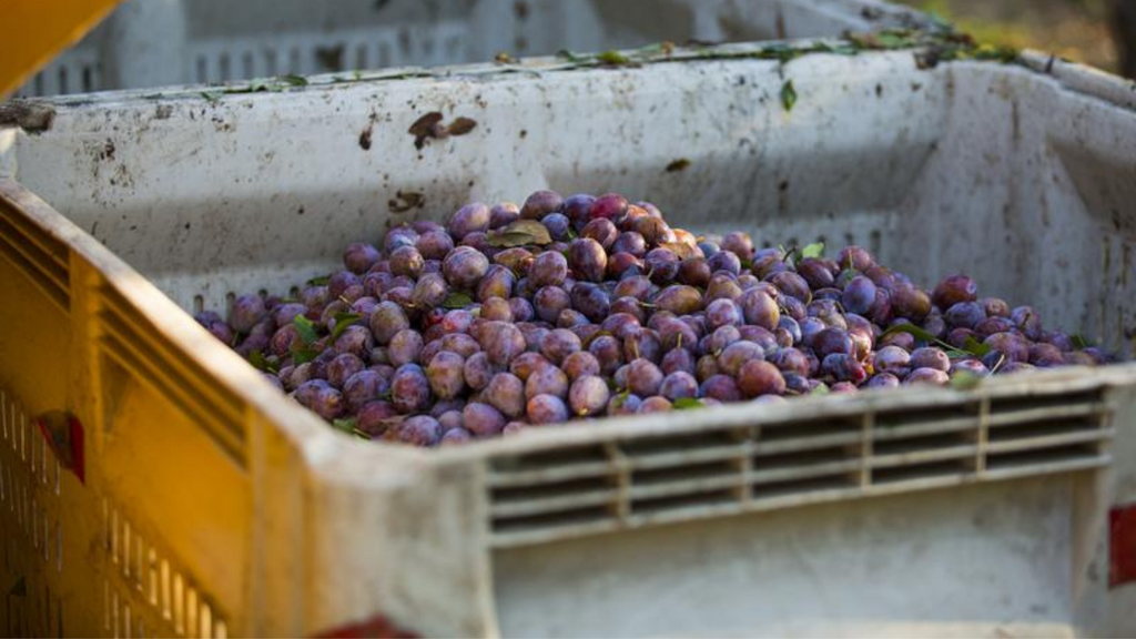 2018 Prune Harvest